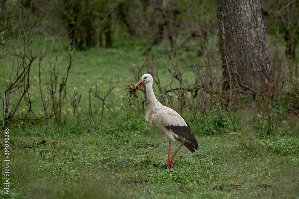 Obraz premium Stork on the ground of a meadow with twigs in its beak