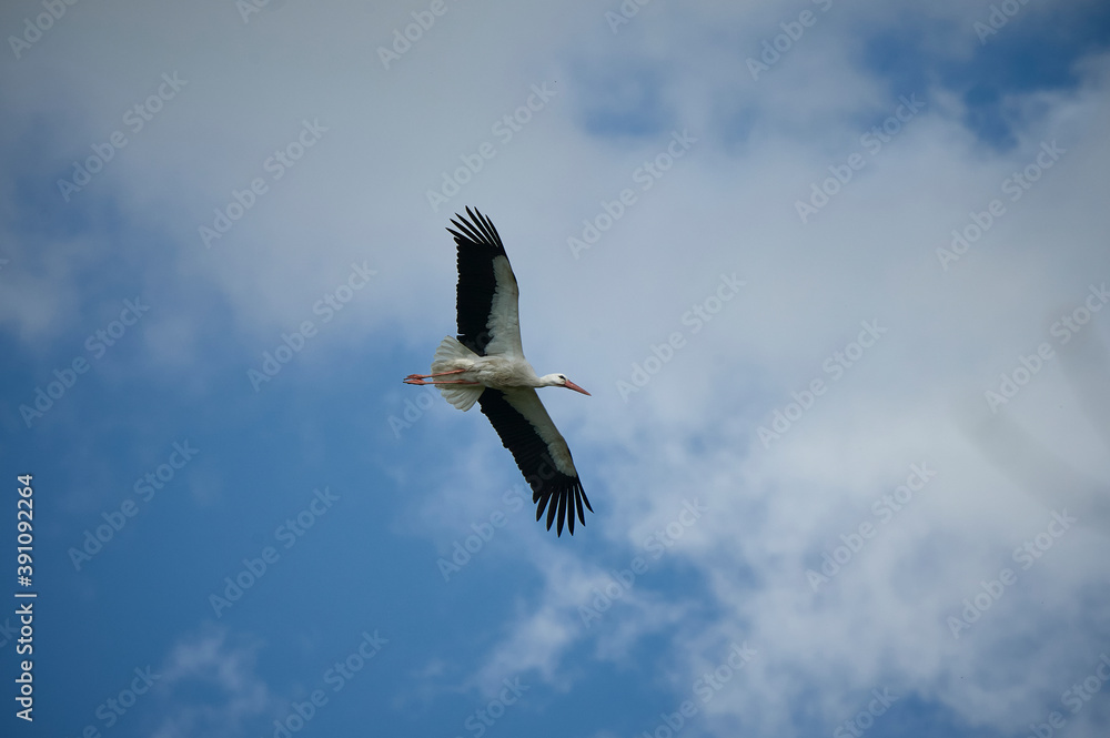 Storks flying in the blue spring sky Storks flying in the blue spring sky