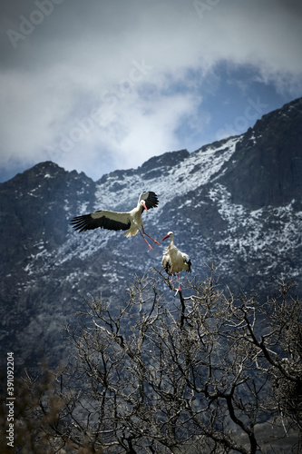 Stork colony near nest with chicks in spring