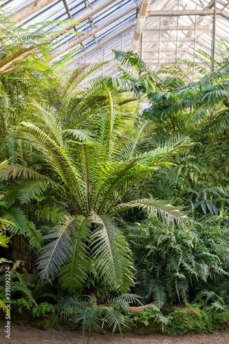 Greenhouse with various ferns  evergreen plants  palms in sunny day.  