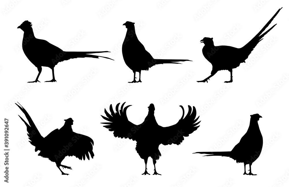 Fototapeta premium Common pheasant (Phasianus colchicus) silhouettes set