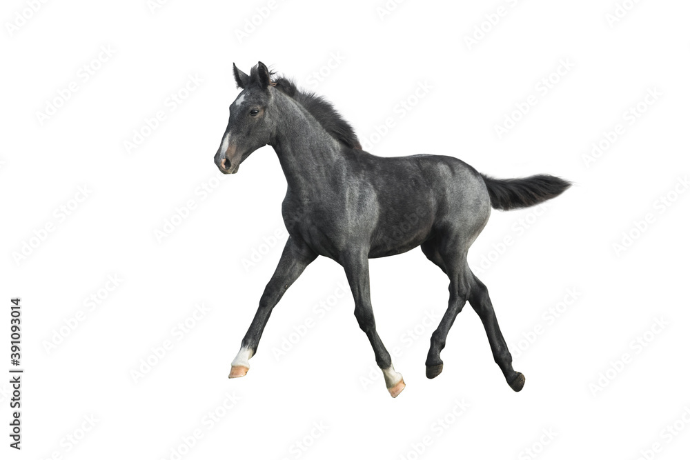 Black foal isolated on white background.