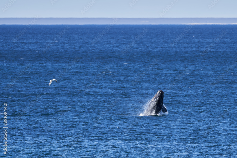 Fototapeta premium Eubalaena australis, Southern right whale jumping and breaching through the surface of the atlantic ocean in the bay of Golfo Nuevo close to Puerto Madryn at Peninsula Valdes, Patagonia, Argentina