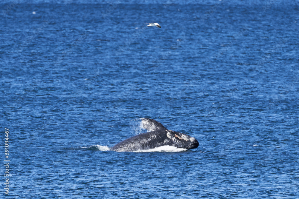 Fototapeta premium Eubalaena australis, Southern right whale jumping and breaching through the surface of the atlantic ocean in the bay of Golfo Nuevo close to Puerto Madryn at Peninsula Valdes, Patagonia, Argentina
