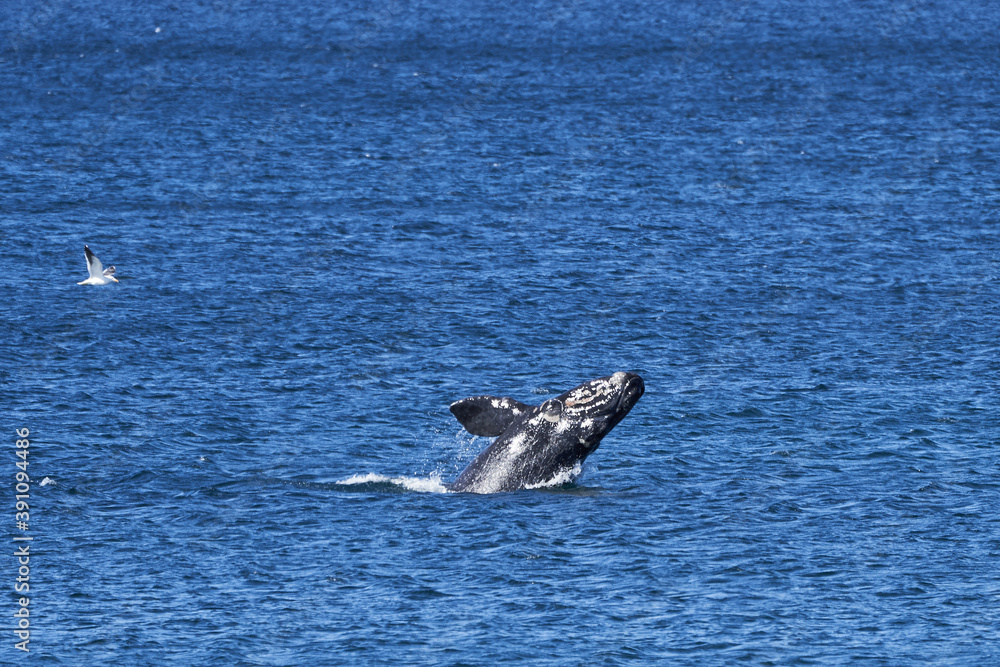 Fototapeta premium Eubalaena australis, Southern right whale jumping and breaching through the surface of the atlantic ocean in the bay of Golfo Nuevo close to Puerto Madryn at Peninsula Valdes, Patagonia, Argentina