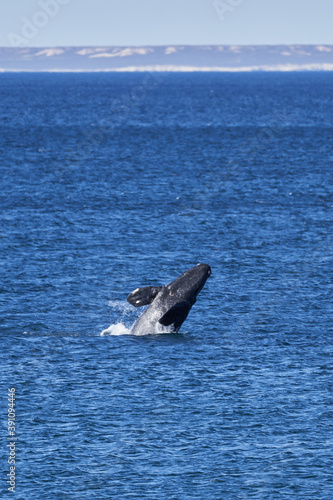 Eubalaena australis  Southern right whale jumping and breaching through the surface of the atlantic ocean in the bay of Golfo Nuevo close to Puerto Madryn at Peninsula Valdes  Patagonia  Argentina