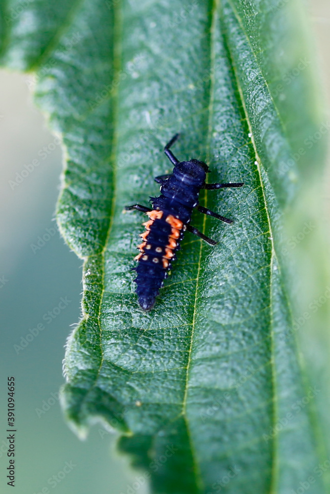 Harlequin ladybird larva on leaf Harlequin ladybird larva on leaf
