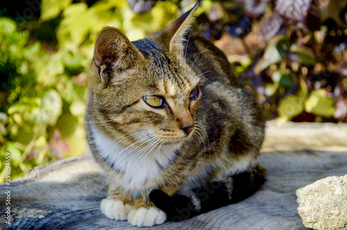 A stray cat sitting in a wood at a japanese garden