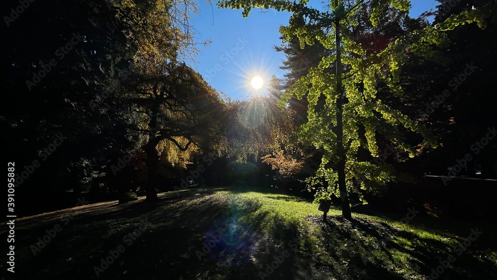 Fototapeta premium morning in the forest