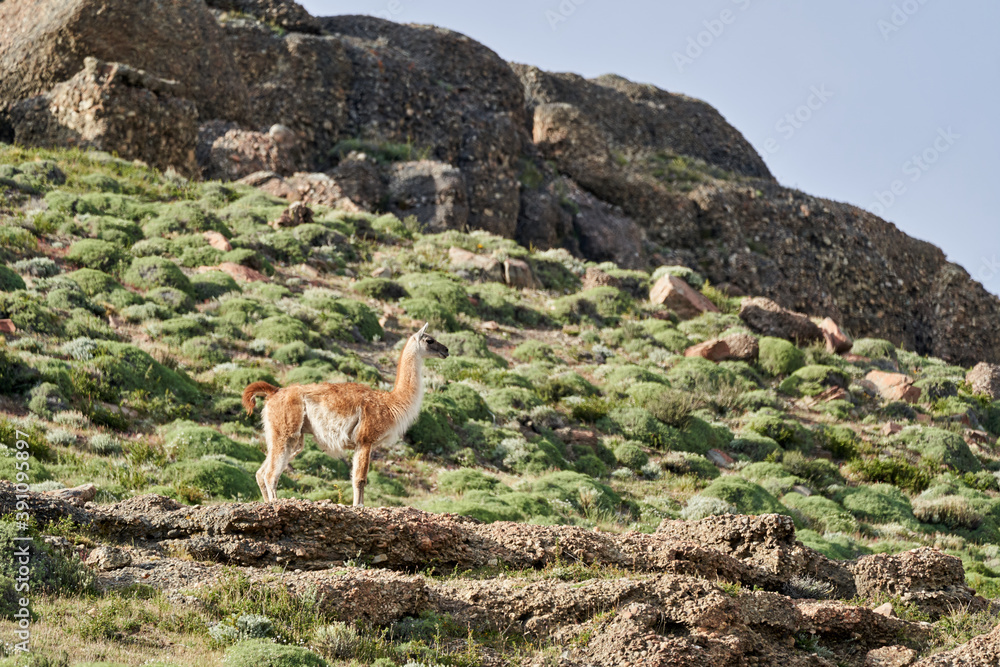 Obraz premium Lama guanicoe is a camelid native to South America, closely related to the domesticated llama. Guanaco standing in green gras of Torres del Paine national park in Patagonia with montains of the Andes