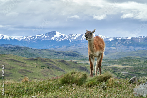 Lama guanicoe is a camelid native to South America  closely related to the domesticated llama. Guanaco standing in green gras of Torres del Paine national park in Patagonia with snow capped montains o