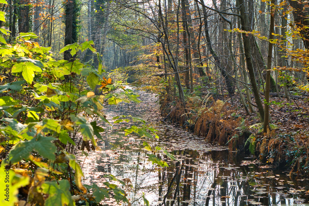 Fototapeta premium Wasserkanal im Wald