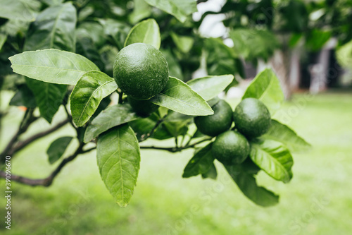 Juicy ripe green limes on a tree branch in a garden in Montenegro - July on a citrin farm