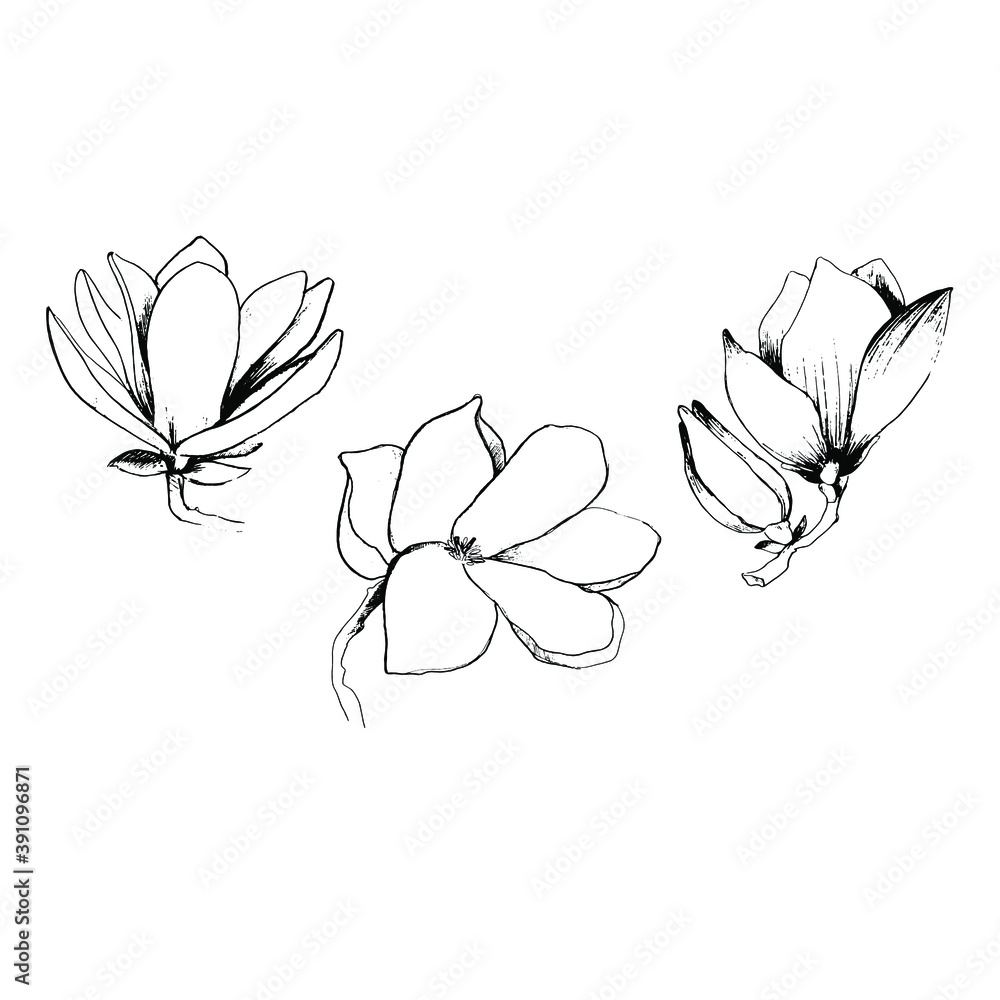 Set with magnolia flower, leaves. Large buds of white magnolia. Coloring book for children and adults with delicate beautiful spring flowers, buds. Background for textiles, wallpaper, paper, packaging