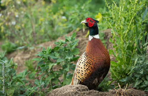 Wallpaper Mural Pheasant.  (Scientific name: Phasianus Colchicus) Colourful male or cockbird in natural farmland habitat.  Facing left.  Horizontal.  Space for copy. Torontodigital.ca
