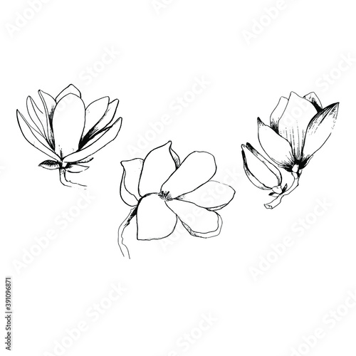 Set with magnolia flower  leaves. Large buds of white magnolia. Coloring book for children and adults with delicate beautiful spring flowers  buds. Background for textiles  wallpaper  paper  packaging