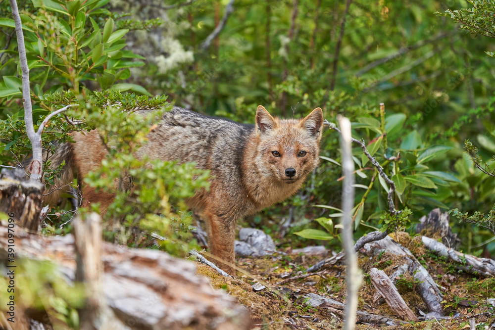 Fototapeta premium Lycalopex griseus, patagonian fox can be found on tierra del fuego, Patagonia, south america