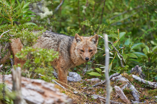 Lycalopex griseus, patagonian fox can be found on tierra del fuego, Patagonia, south america