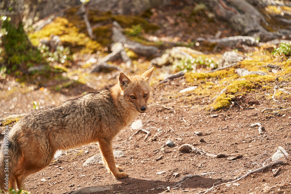 Fototapeta premium Lycalopex griseus, patagonian fox can be found on tierra del fuego, Patagonia, south america