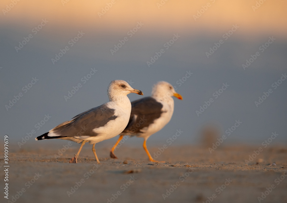 A pair of Lesser Black-backed Gull at Busaiteen coast, Bahrain A pair of Lesser Black-backed Gull at Busaiteen coast, Bahrain