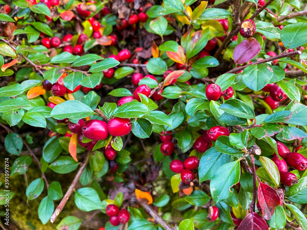 Obraz premium Red berries