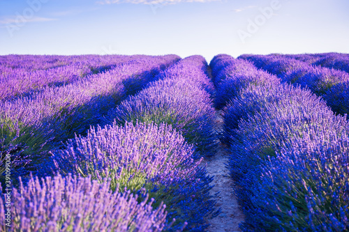 Lavender fields near Valensole, Provence, France. Selective focus. Beautiful summer nature background