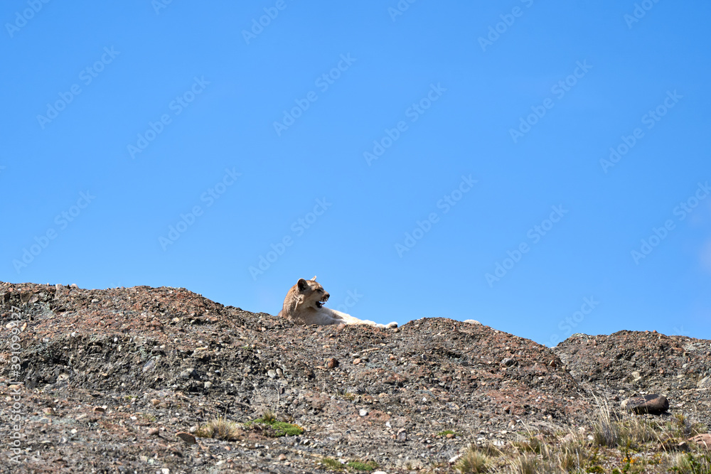 Puma concolor, cougar or mountain lion is a large wild cat of the subfamily Felinae. Lying on a ridge of the andean montains in Torres del Paine national park in Patagonia, Chile, South America