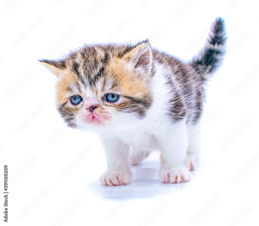 Fototapeta premium red tabby persian kitten on isolated white background
