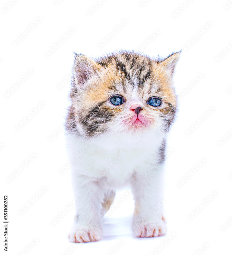 Obraz premium red tabby persian kitten on isolated white background