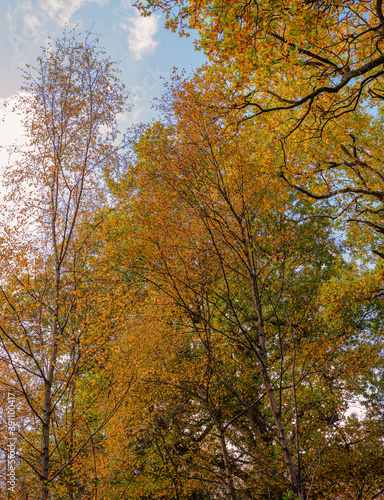 Tall autumn trees.