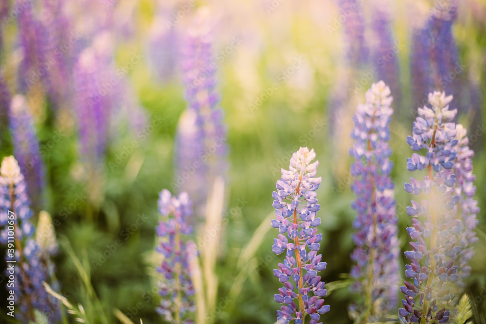 Wild Flowers Lupine In Summer Meadow. Lupinus, Commonly Known As Lupin Or Lupine, Is A Genus Of Flowering Plants In The Legume Family, Fabaceae Wild Flowers Lupine In Summer Meadow. Lupinus, Commonly Known As Lupin Or Lupine, Is A Genus Of Flowering Plants In The Legume Family, Fabaceae