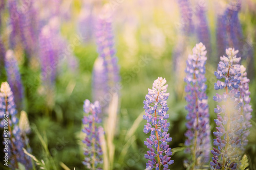 Wild Flowers Lupine In Summer Meadow. Lupinus, Commonly Known As Lupin Or Lupine, Is A Genus Of Flowering Plants In The Legume Family, Fabaceae