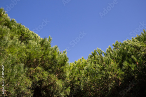 pines of the field on a clear day