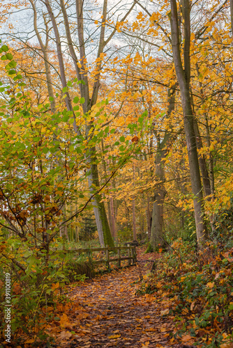 Autumn in the woods.