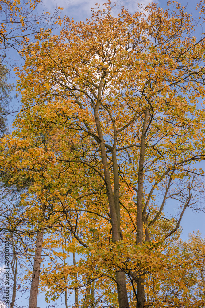 Tall autumn trees.