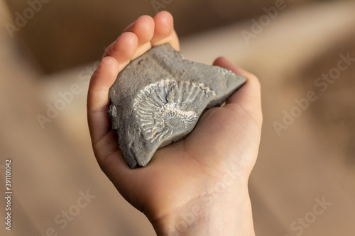 Fototapeta Naklejka Na Ścianę i Meble -  child holds in his hand the imprint of ammonite
