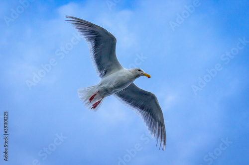 Seagull in flight