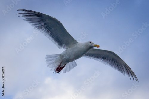 seagull flying in the sky