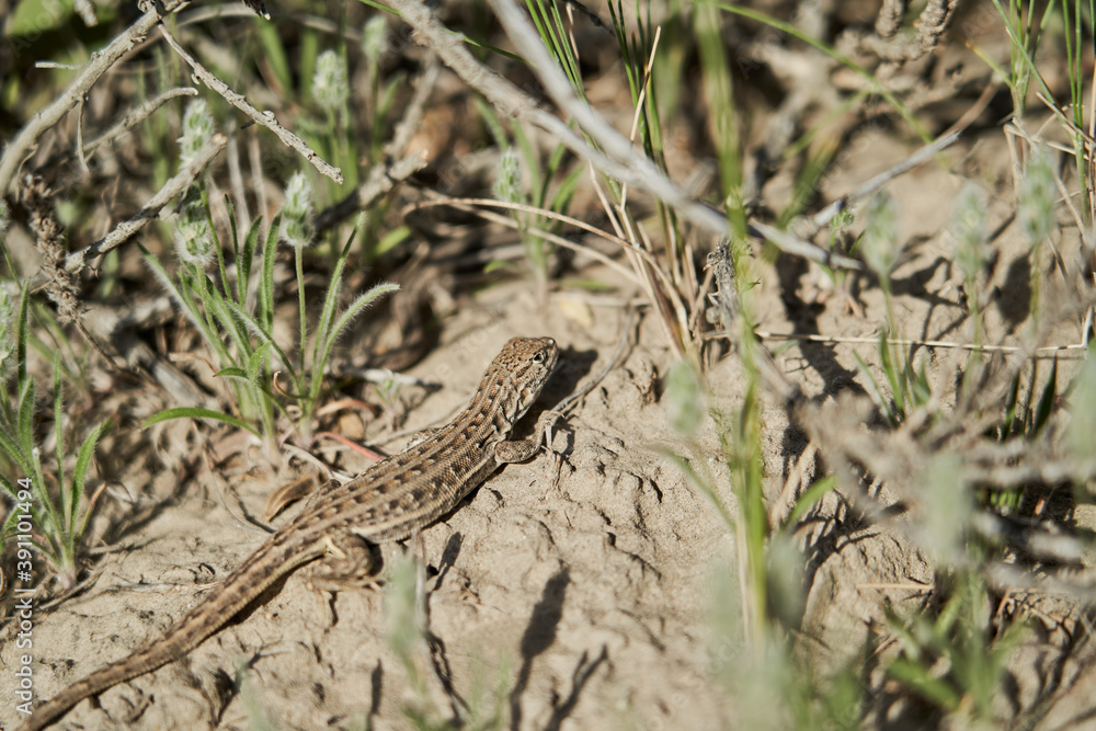 reptile, small lizard sitting on the ground in tall grass
reptile, small lizard sitting on the ground in tall grass
