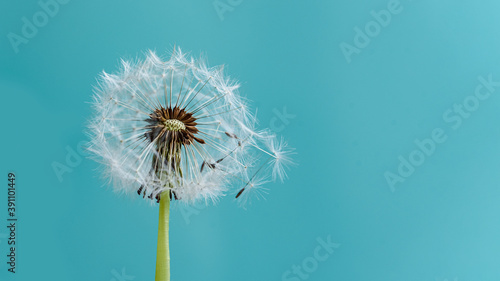 Macro dandelion at blue background. Freedom to Wish. Seed macro closeup. Goodbye Summer. Hope and dreaming concept. Fragility. Springtime. soft focus. Macro nature.