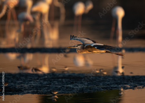 Grey Heron in flight  with Greater flamingos at the backdrop, Tubli bay, Bahrain