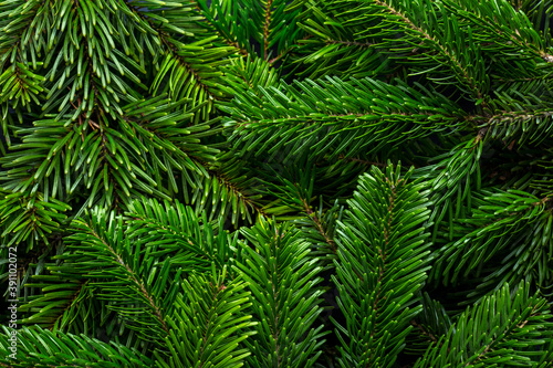 Branches of fir tree as background. Close-up of Christmas tree branches. Concept of the Christmas, New Year, Nature. Flat lay