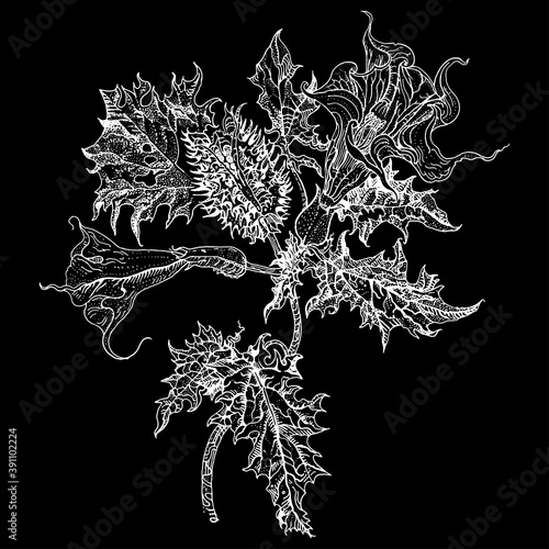 Datura stramonium, Thorn apple or Devil's snare. Hand drawn detailed vector botanical illustration, T-shirt print, tattoo design white on black. Poisonous plant used in traditional medicine.