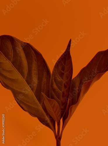 leaves on orange background