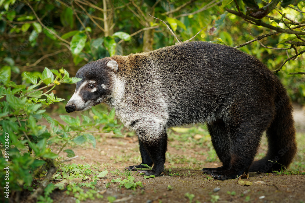 White-nosed Coati - Nasua narica, known as the coatimundi, member of the family Procyonidae (raccoons and their relatives). Local Spanish names for the species include pizote, antoon, and tejon