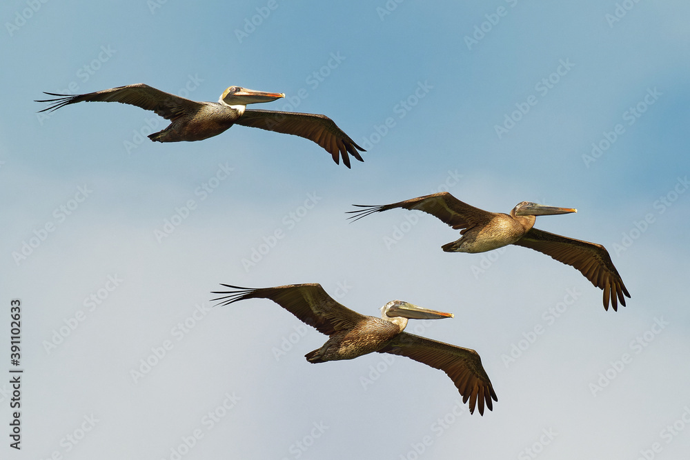 Obraz premium Brown pelican - Pelecanus occidentalis big bird of the pelican family, Pelecanidae, one of three species found in the Americas and one of two that feed by diving into water. Flying and fishing 