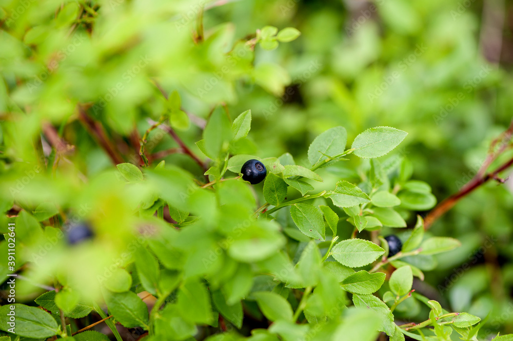 ripe wild blueberry on the bush. Close-up, selective focus. Natural forest background. ripe wild blueberry on the bush. Close-up, selective focus. Natural forest background.