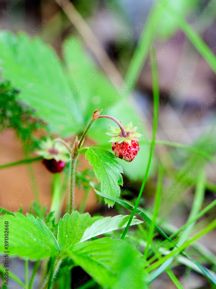 Obraz premium ripe wild strawberries on the bush. Close-up, selective focus. Natural forest background.