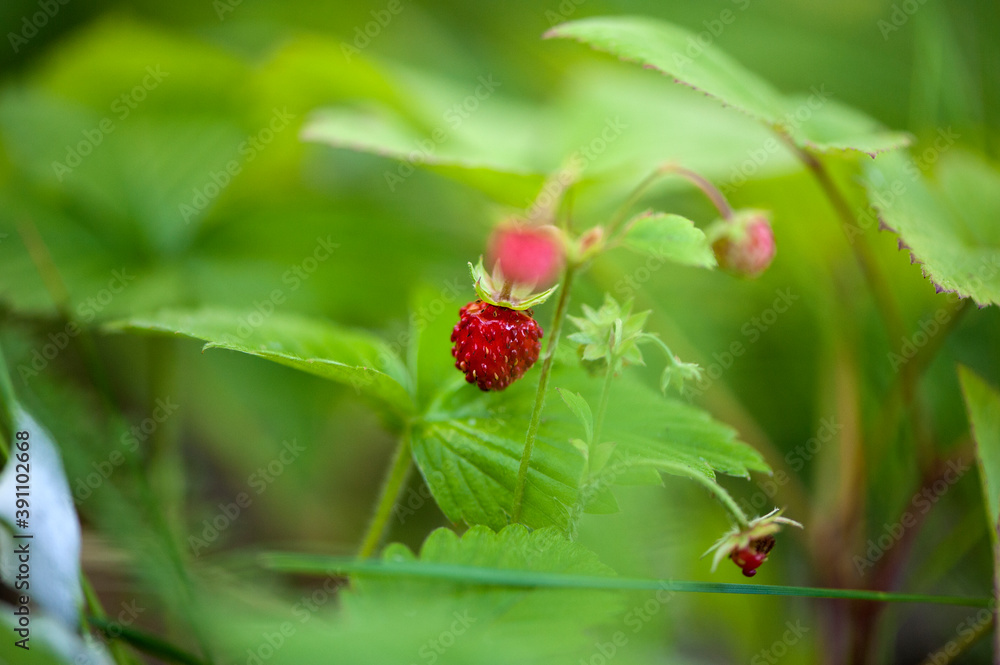 ripe wild strawberries on the bush. Close-up, selective focus. Natural forest background. ripe wild strawberries on the bush. Close-up, selective focus. Natural forest background.