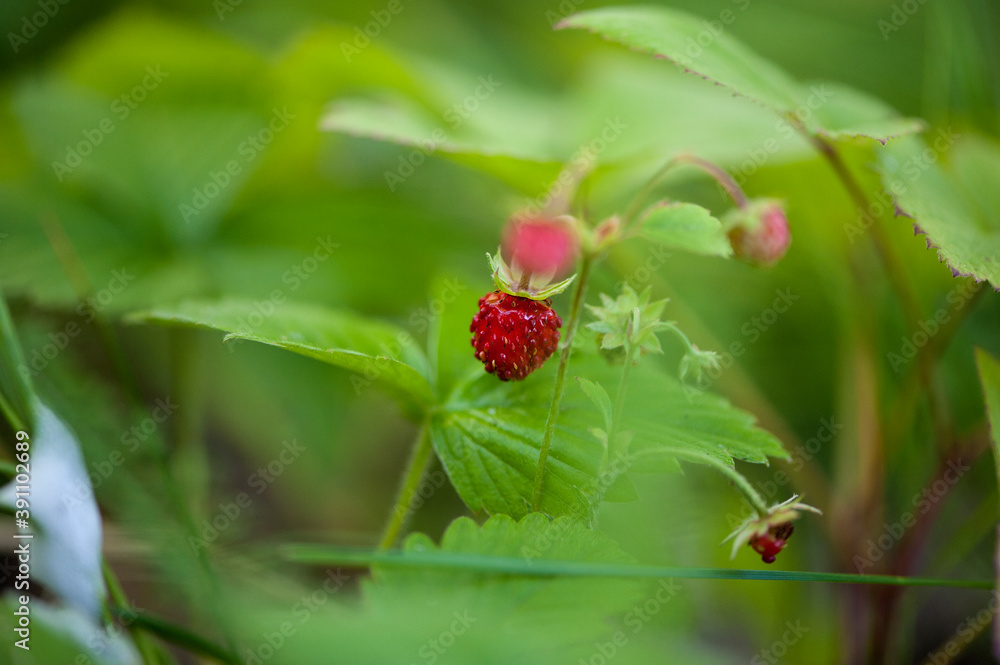 ripe wild strawberries on the bush. Close-up, selective focus. Natural forest background. ripe wild strawberries on the bush. Close-up, selective focus. Natural forest background.